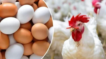 تراجع مفاجئ.. أسعار الدواجن تسجل مستويات جديدة في الأسواق المحلية اليوم